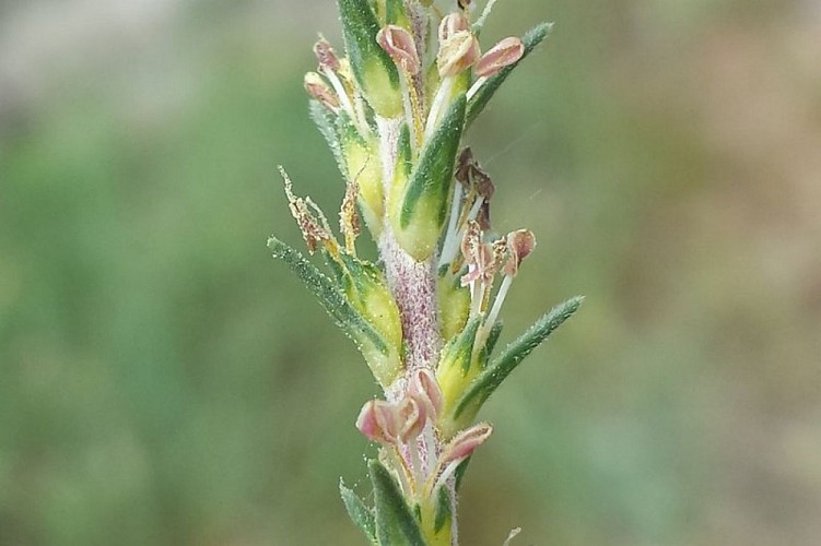 Camphorine de Montpellier