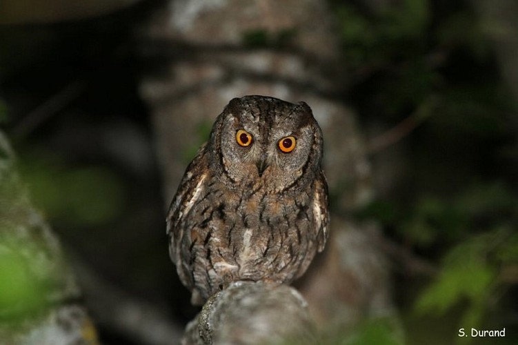 Petit-duc scops