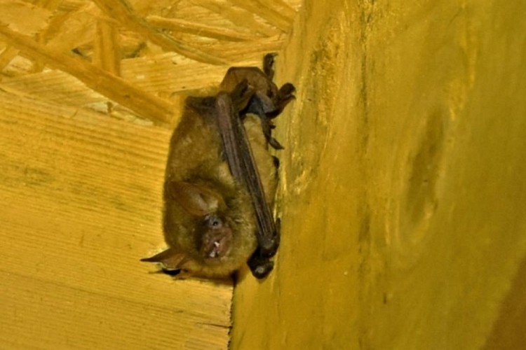 Murin à oreilles échancrées