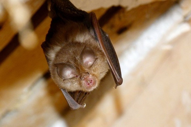 Petit rhinolophe
