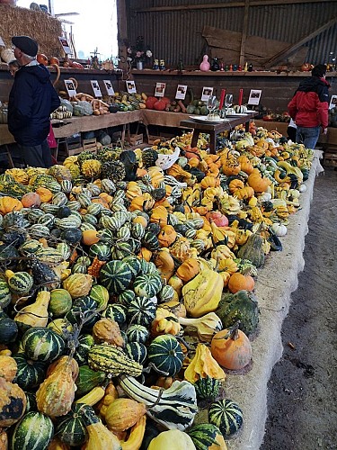 Marché aux Cucurbitacées : 26ème édition