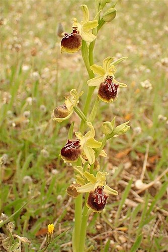 Ophrys de Provence de plein pied