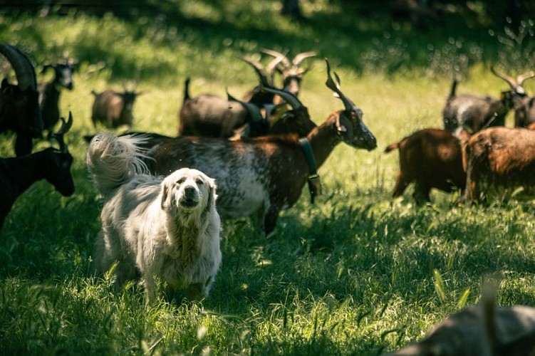 Le troupeau et son patou