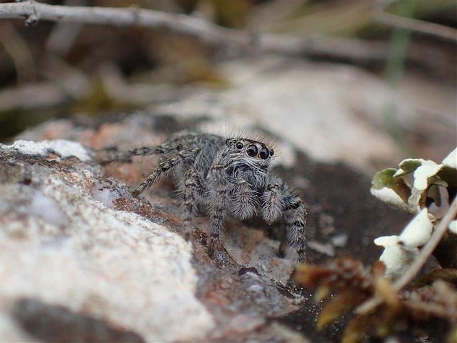 Saltique sanguinolente femelle