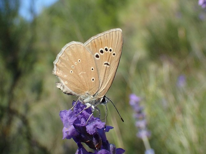 Sablé de la Luzerne