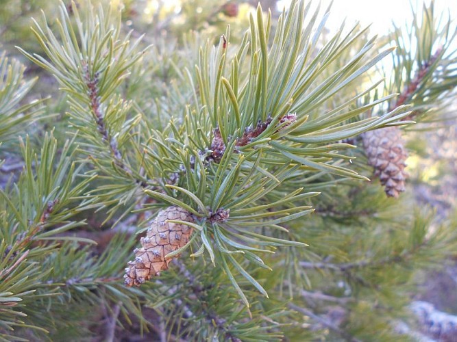 Cône du Pin sylvestre