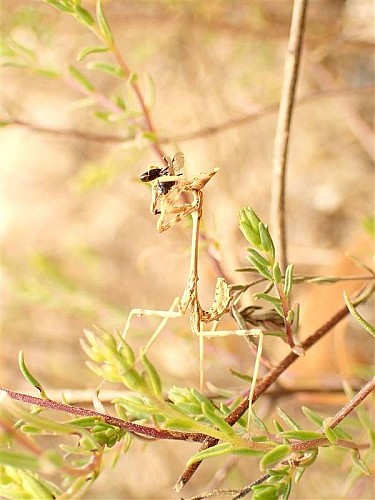 Le Diablotin, la larve de l'Empuse