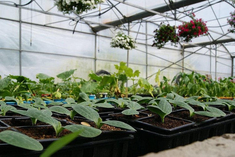 Plants de légumes - Jardins de Samba