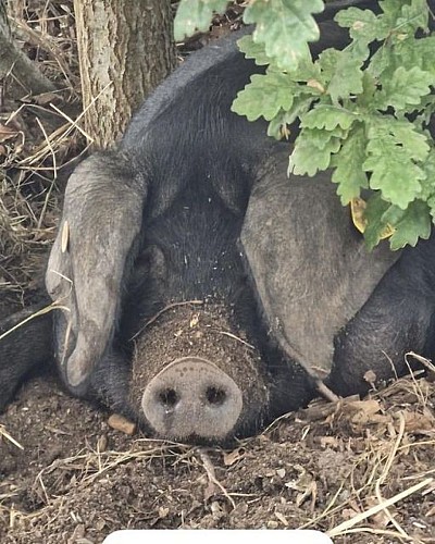 340265600_207079795360489_1845879480077236717_n