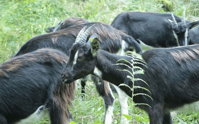 Les chèvres