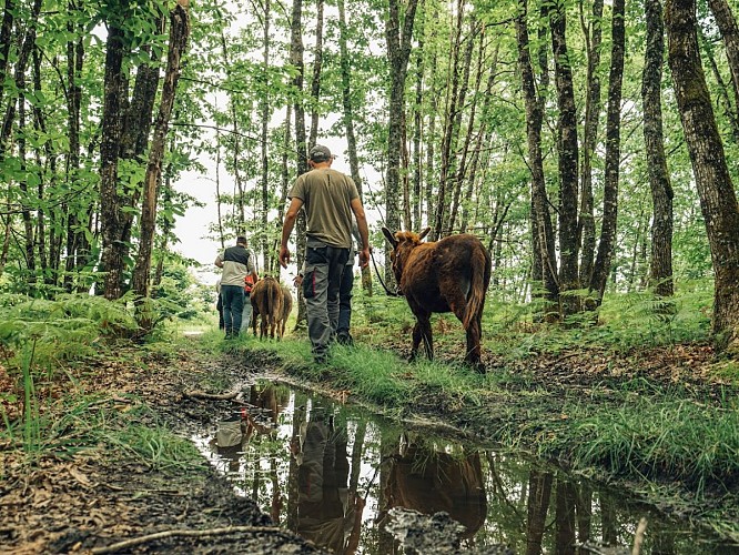 2025 Sensori'Ane PAUSSAC SAINT VIVIEN (3)
