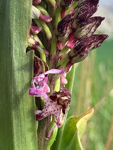 Les Chemins du Vivant