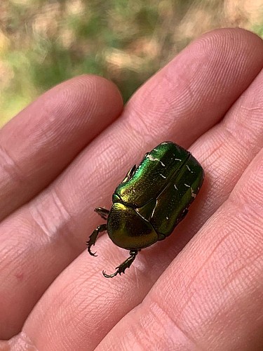 Les Chemins du Vivant