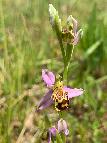 Les Chemins du Vivant