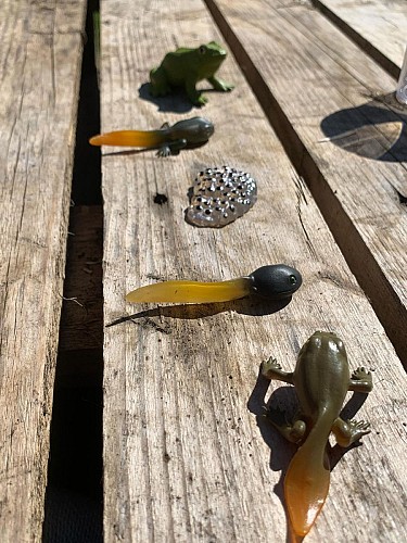 Les Chemins du Vivant