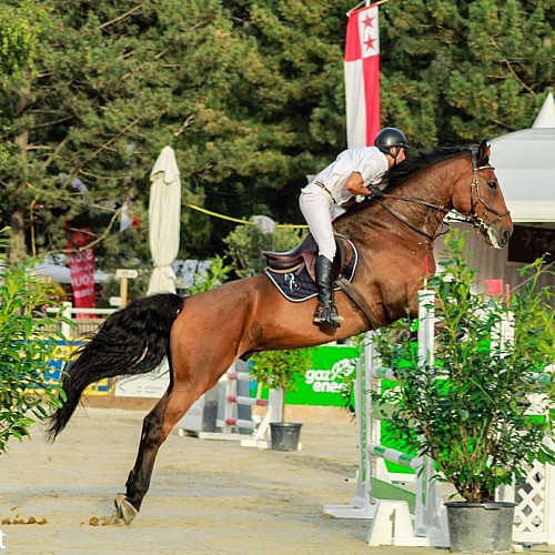 Ecurie du Dropt Driss2 2025