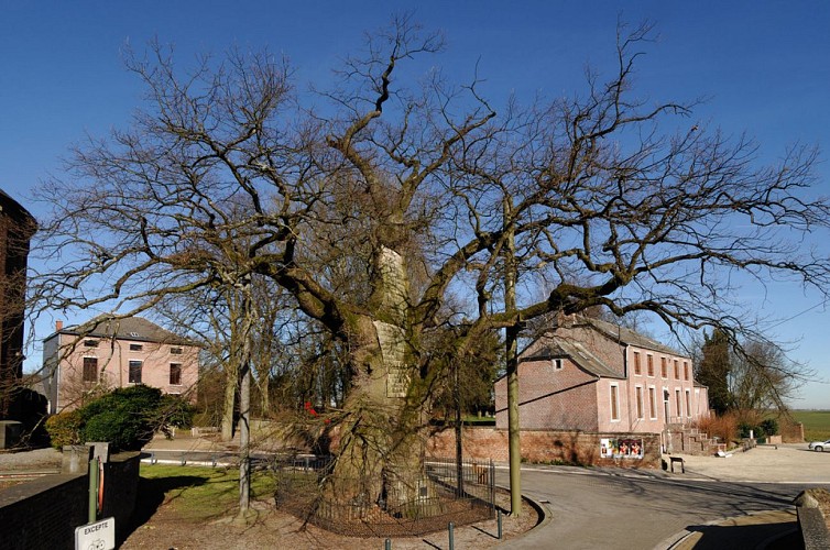 Le vieux chêne de Liernu