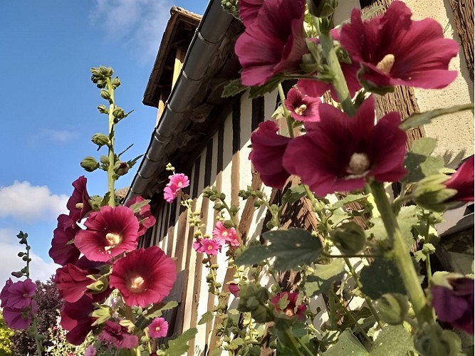 L'île verte St Martin de Fresnay _ crédit v HARING (23)
