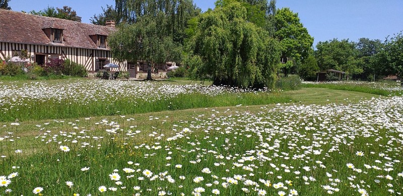 L-ILE-VERTE-marguerites-5-2v2