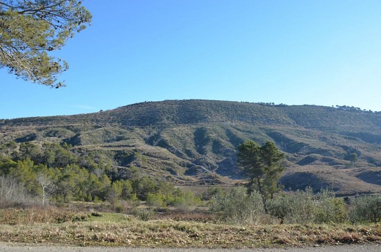 Forêt suite à l'incendie