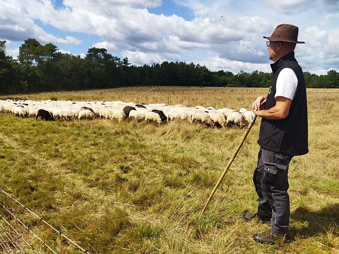 Didier Pernet Paturage Itinérant (7) 2