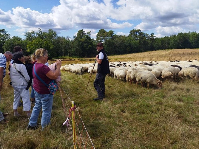 Didier Pernet Paturage Itinérant (2)