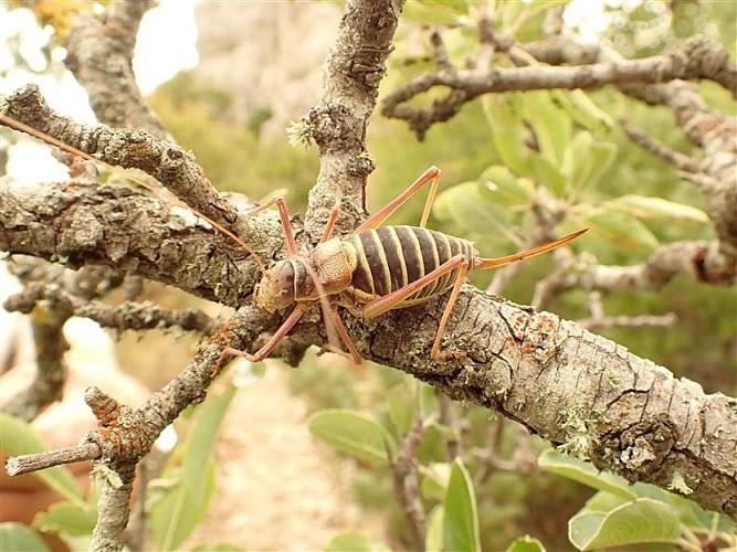 Ephippigère des vignes femelle