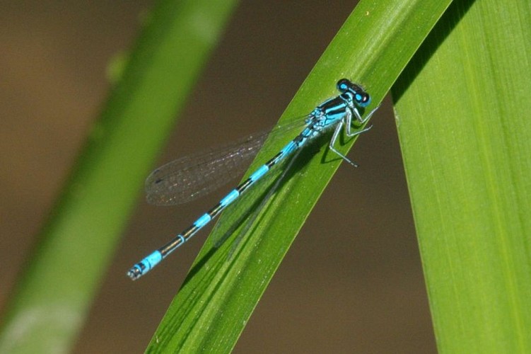 Agrion