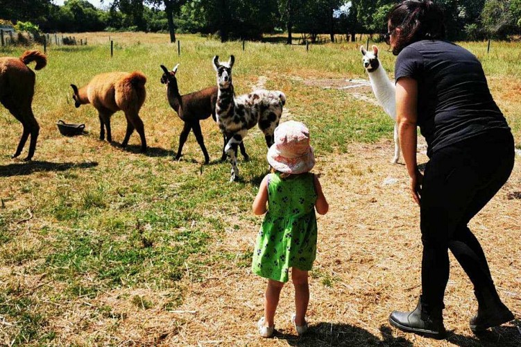 L'écrin de la belle étoile, éleveur de lama et alpaga