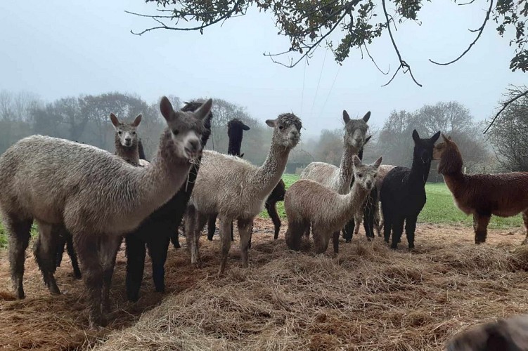 L'écrin de la belle étoile, éleveur de lama et alpaga