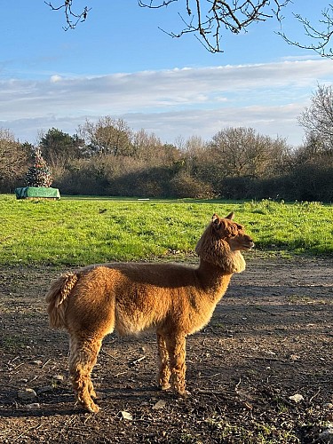 L'écrin de la belle étoile, éleveur de lama et alpaga