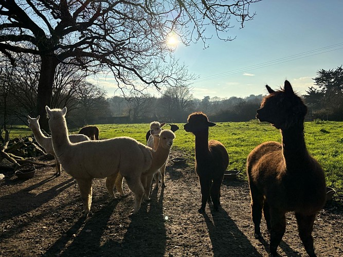 L'écrin de la belle étoile, éleveur de lama et alpaga