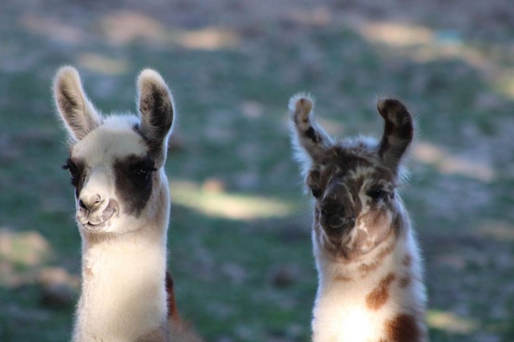 L'écrin de la belle étoile, éleveur de lama et alpaga