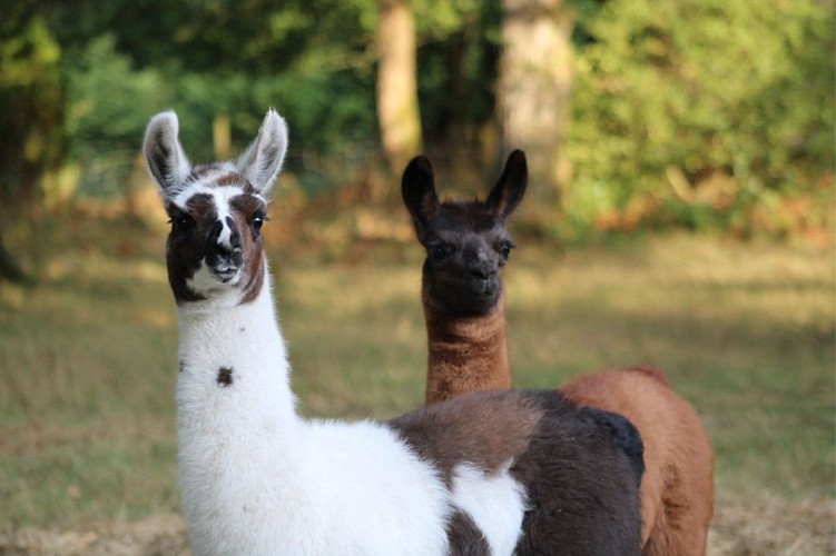 L'écrin de la belle étoile, éleveur de lama et alpaga