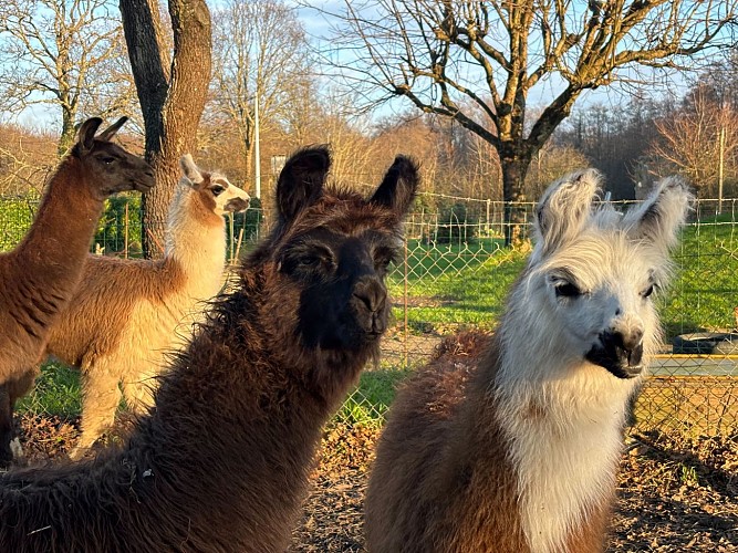 L'écrin de la belle étoile, éleveur de lama et alpaga