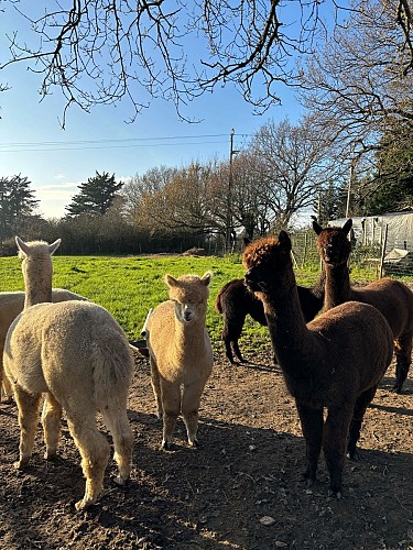 L'écrin de la belle étoile, éleveur de lama et alpaga