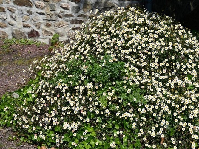 quettehou-Hôtel-La-Demeure-du-Perron-7