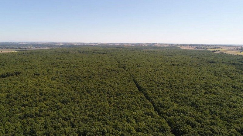 foret de BUZET Léo MORA