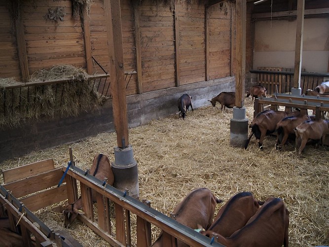 Les chèvres de Noémie