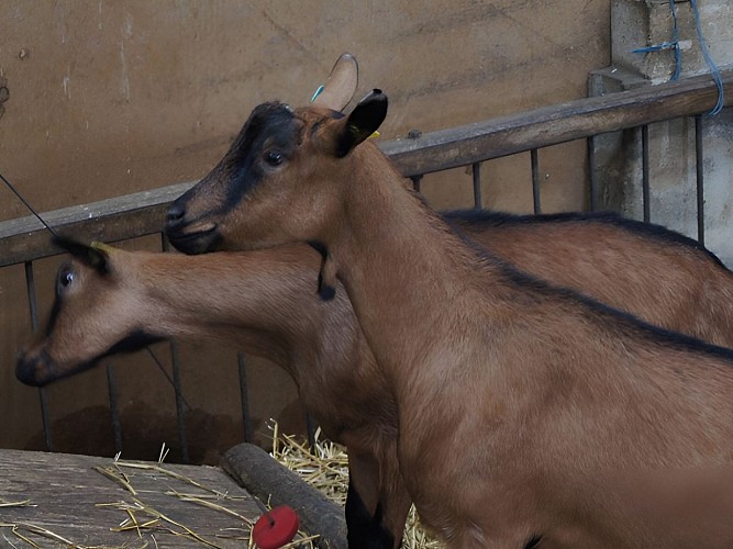 Les chèvres de Noémie