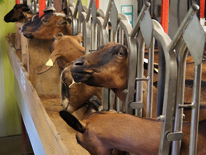 Les chèvres de Noémie