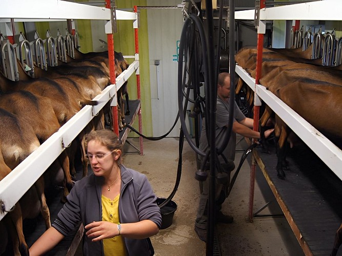 Les chèvres de Noémie