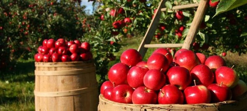 header_oc_miratpepinieres(1)