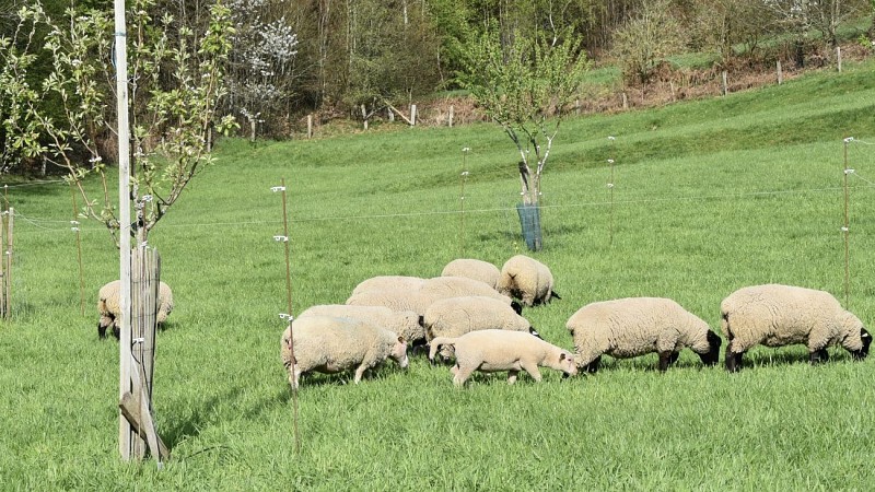 Gîte au plus proche de la nature.