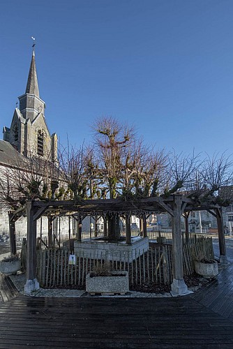 Le vieux tilleul
