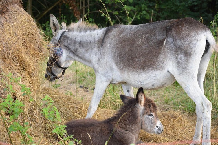 anes camping du moulin MARTRES TOLOSANE