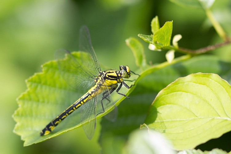 National Natural reserve : Haut Rhône Français