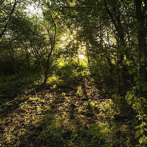 Espace Naturel Sensible du Marais de la Besseye
