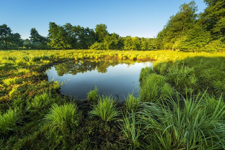 Espace Naturel Sensible du Marais de la Besseye