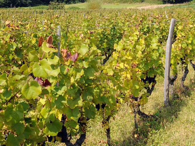 Domaine Nicolas Gonin